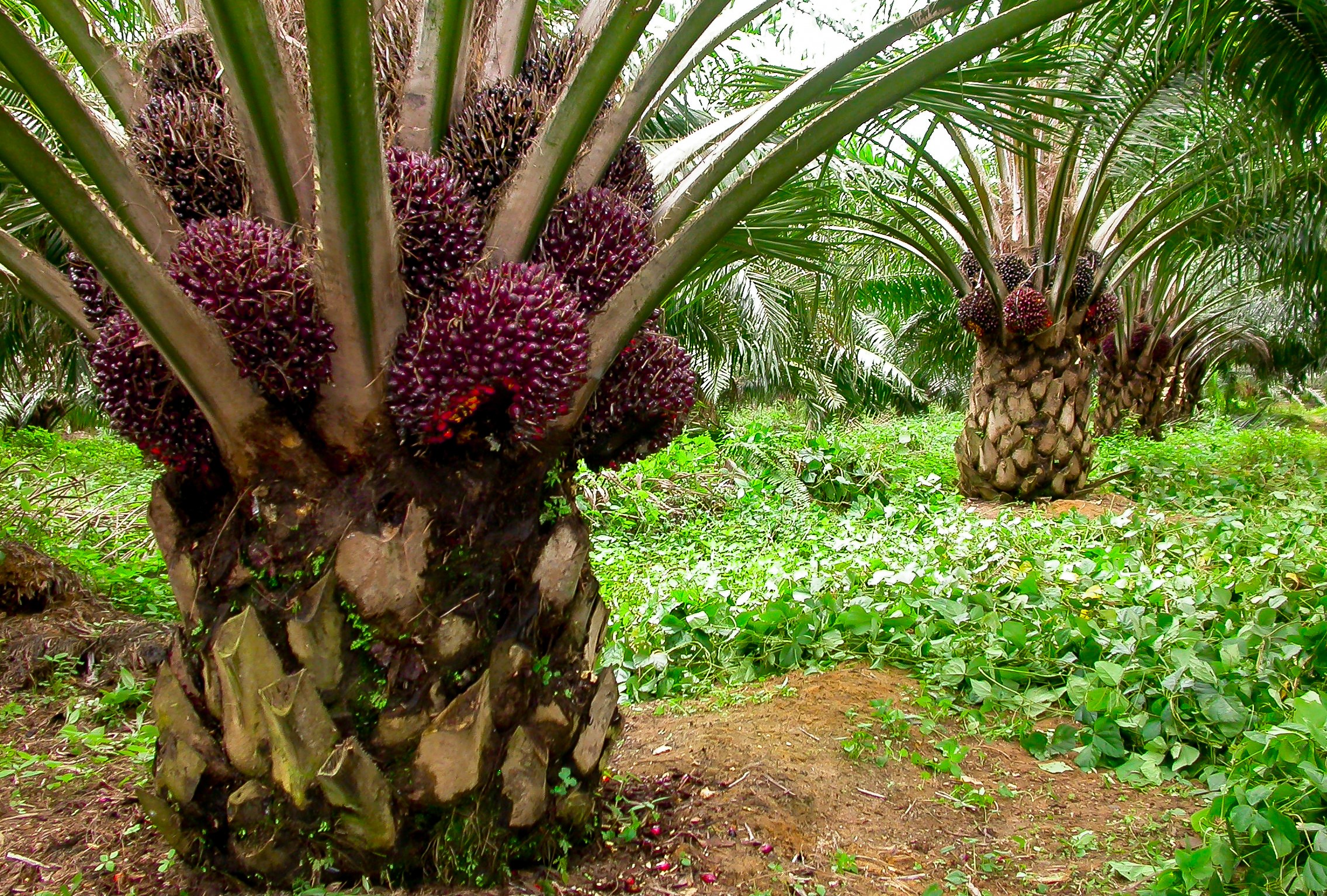 SUstainability_palm_trees